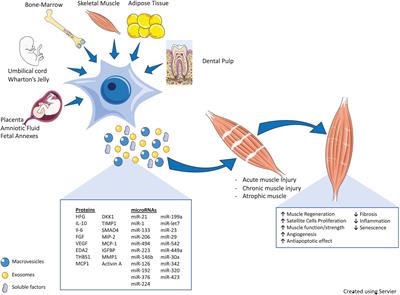 Mesenchymal Stromal Cells and Their Secretome: New Therapeutic Perspectives for Skeletal Muscle Regeneration